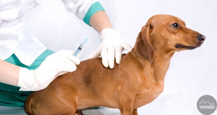 вакцинация животных от бешенства в химках