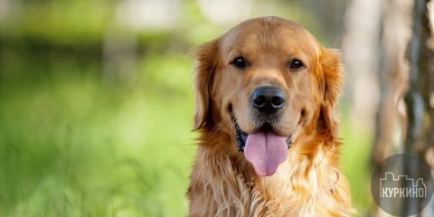 лекиция как защитить собак от догхантеров в сзао