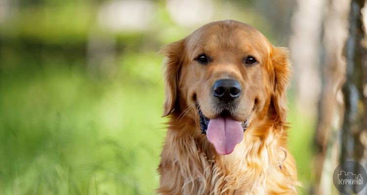 лекиция как защитить собак от догхантеров в сзао