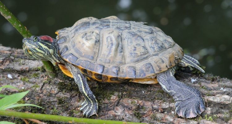 Почему не стоит выпускать черепах в водоемы?