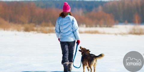 Как лучше всего выгуливать собаку зимой?