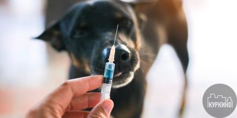 Бесплатная вакцинация домашних животных в Куркино