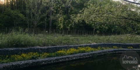 В парке Долина реки Сходни обнаружены тритоны