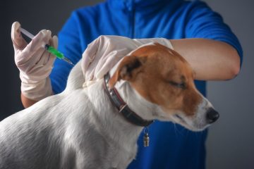 Мобильные пункты вакцинации животных в Куркино откроются 31 июля
