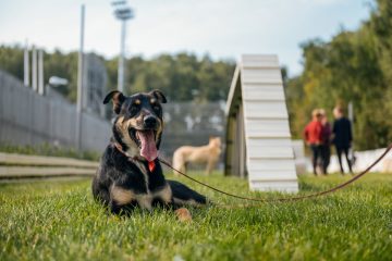 Модернизации собачьих площадок в Куркино