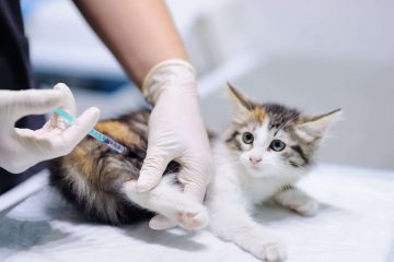 Бесплатная вакцинация животных в Куркино